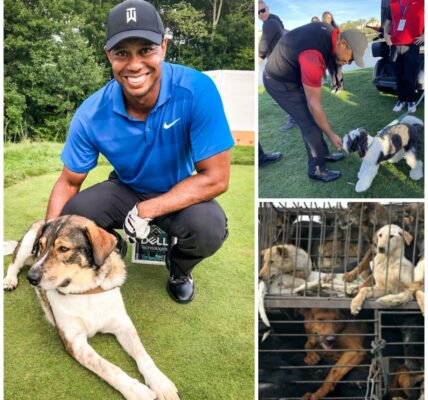 BREAKING: Tiger Woods Announces His Most Profound Mission Yet, Donating Millions of Dollars Every Year— Saving Thousands of Dogs Across Vietnam