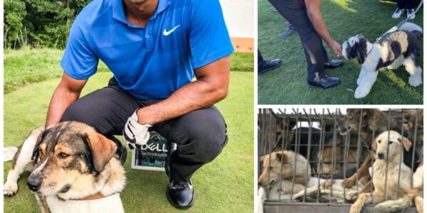 BREAKING: Tiger Woods Announces His Most Profound Mission Yet, Donating Millions of Dollars Every Year— Saving Thousands of Dogs Across Vietnam