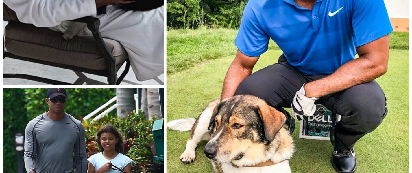 EXCLUSIVE: Tiger Woods breaks the internet with a shocking announcement: he will invest $10 million to build a "RESCUER" dedicated to rescuing stray and abandoned dogs, promising to give love and a home to thousands of abandoned puppies...