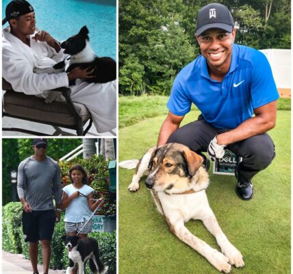 EXCLUSIVE: Tiger Woods breaks the internet with a shocking announcement: he will invest $10 million to build a "RESCUER" dedicated to rescuing stray and abandoned dogs, promising to give love and a home to thousands of abandoned puppies...