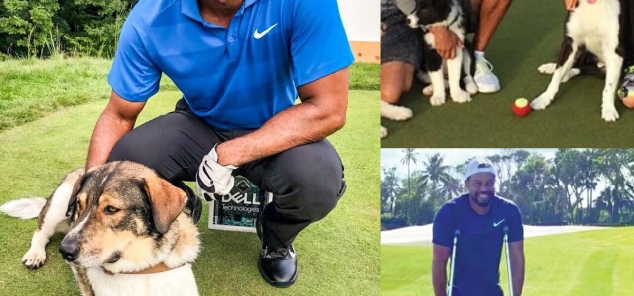 Tiger Woods breaks the internet with a shocking announcement: he will invest $10 million to build a “RESCUER” dedicated to rescuing stray and abandoned dogs, promising to give love and a home to thousands of abandoned puppies…