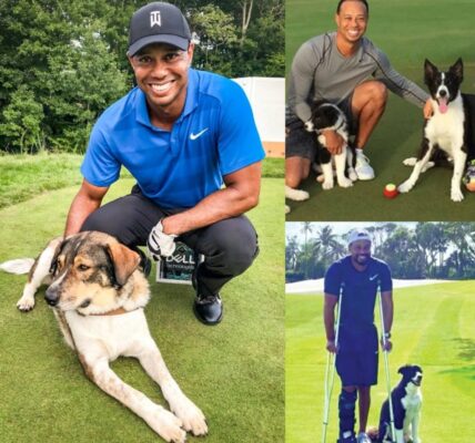 Tiger Woods breaks the internet with a shocking announcement: he will invest $10 million to build a “RESCUER” dedicated to rescuing stray and abandoned dogs, promising to give love and a home to thousands of abandoned puppies…