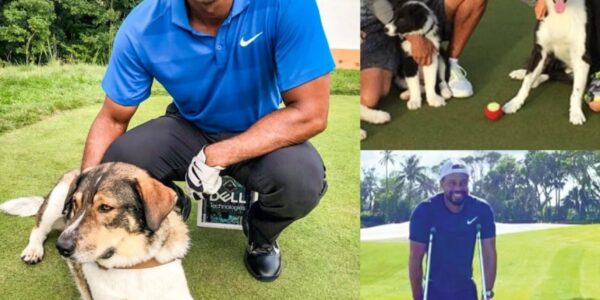 Tiger Woods breaks the internet with a shocking announcement: he will invest $10 million to build a “RESCUER” dedicated to rescuing stray and abandoned dogs, promising to give love and a home to thousands of abandoned puppies…
